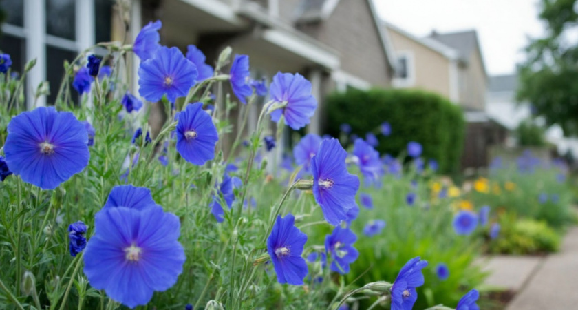 Эффектные синие цветы для ленивого сада - цветут с весны до осени: глаз не оторвать