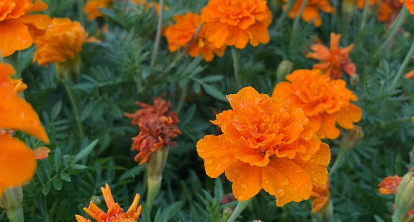 Бархатцы зацветут уже в мае: агрономы назвали точные сроки посева на рассаду