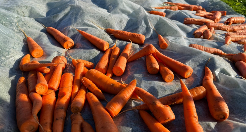5 сортов моркови, которые дают богатырский урожай и отлично хранятся - лучшие из лучших