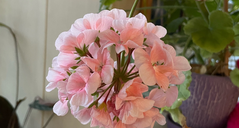 Дала своей герани эту подкормку «из мусорки» и она пошла в мощный рост после зимней спячки: бутонов завязалась тьма