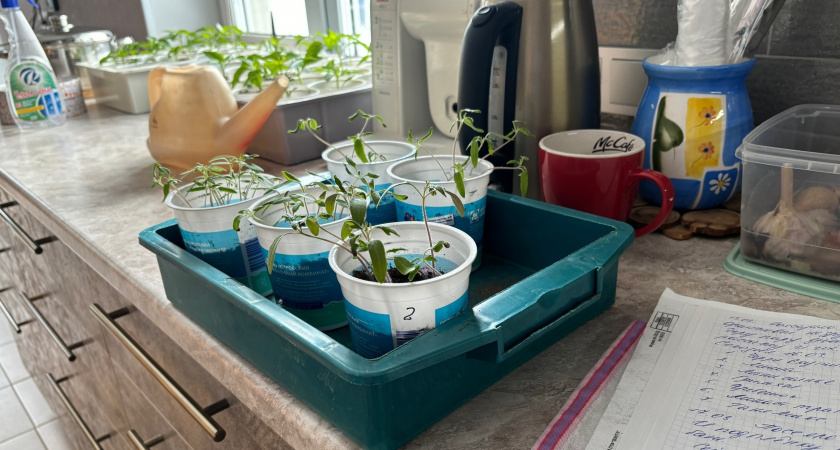 Кидаю таблетки за 45 рублей прямо в землю для рассады - всходы появляются быстрее, а растения растут крепкими и реже болеют