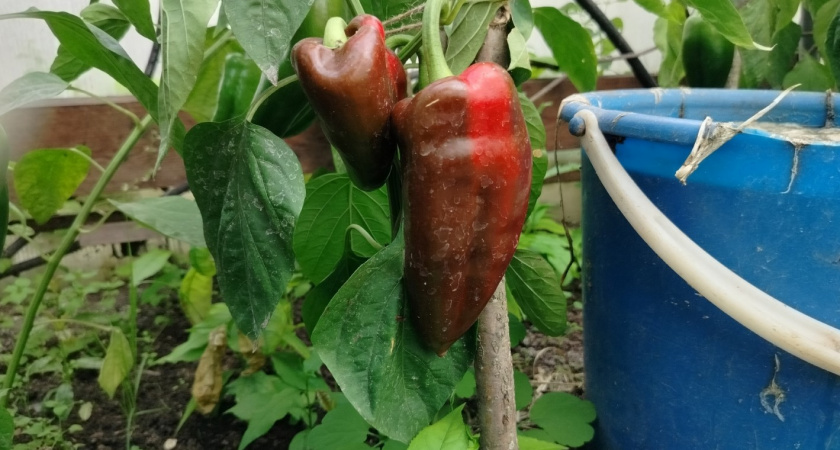 Можно ли сажать рядом острый и сладкий перцы - запомните раз и навсегда