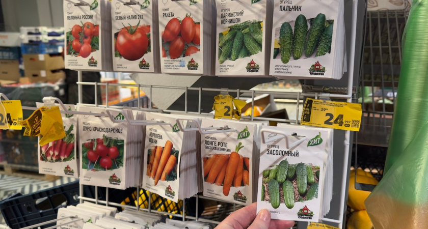 Хрумкаю своими огурцами уже в мае - вот какой сорт дает самый ранний урожай: всем дачникам на заметку 