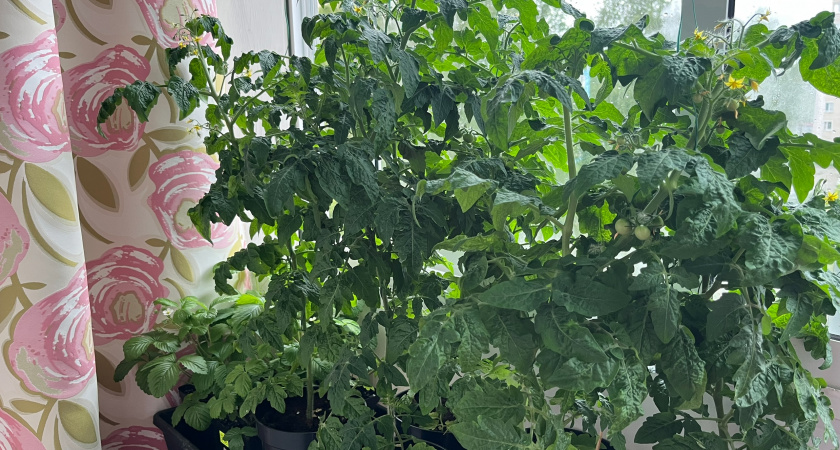 Так рассаду томата не подкармливают: 3 известные подкормки - и вытягивается, чахнет, перерастает