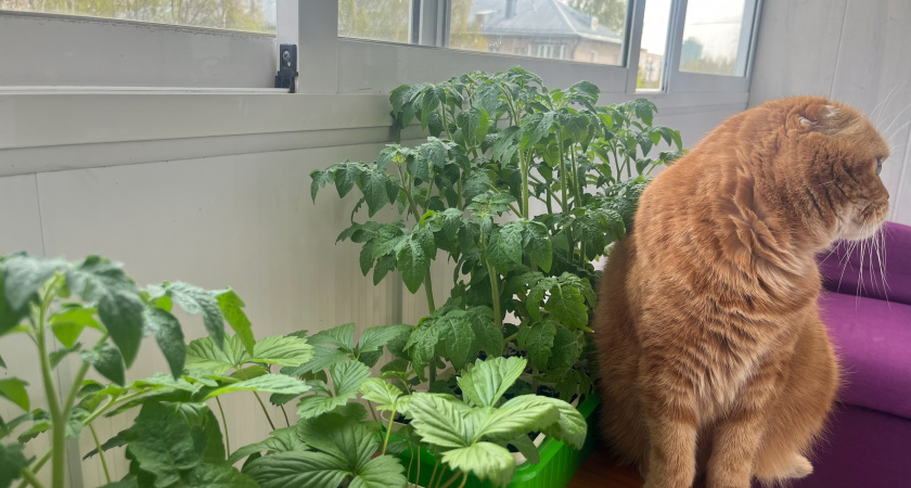 Больше никакой земли: один приём избавил от рассады - теперь окна дышат, а растения растут сами