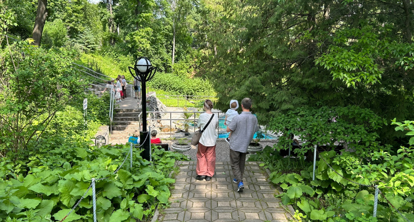 Не повторяйте моих ошибок: топ-7 деревьев, губящих участки - запомните и никогда не садите