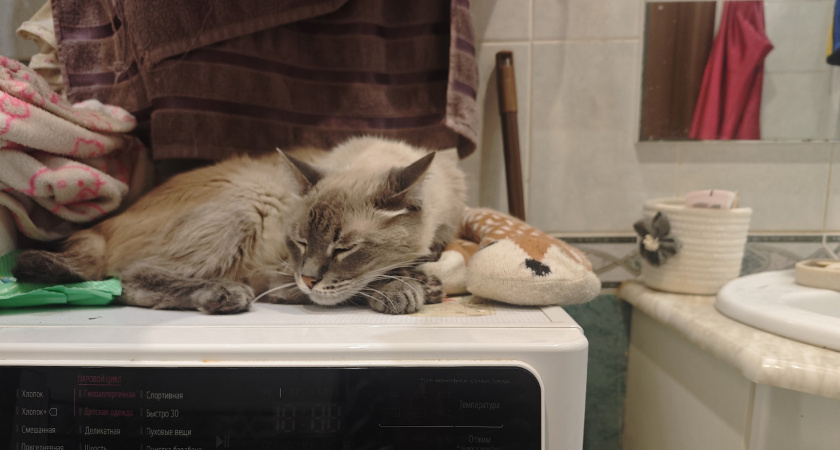 Благодарны ли уличные коты за то, что их забрали в дом и тепло. Запомните раз и на всю жизнь