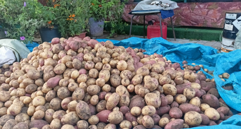 Сосед честно рассказал, зачем сажает 10 соток картошки, если она в супермаркете стоит копейки. Дело здесь не в деньгах