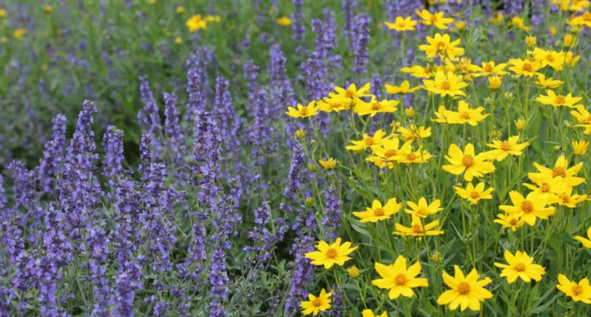 4 эффектных многолетника, которые цветут все лето без перерыва - выбирайте и сажайте любой