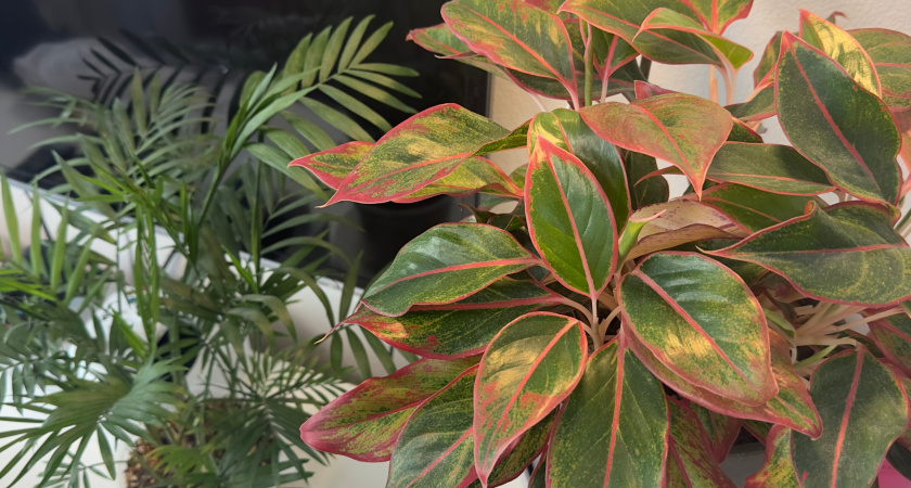 В феврале цветы «спят», а у опытных хозяек — растут как на дрожжах: что капнуть в горшок