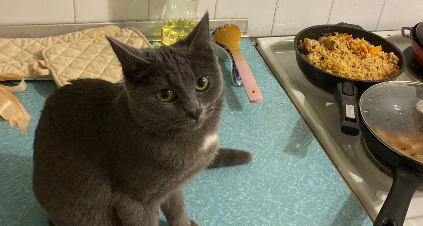 Эксперт объяснила, как подогрев корма меняет аппетит вашей кошки