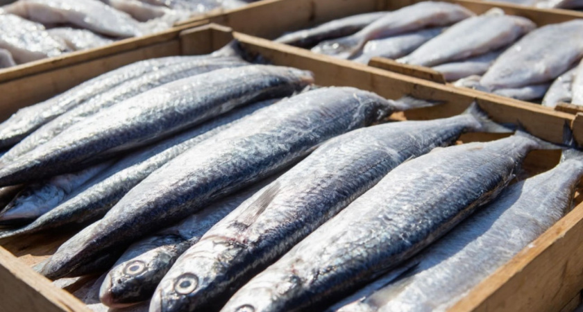 Атлантическая или тихоокеанская - как отличить селедку при покупке? Продавец на рынке скрывать не стал