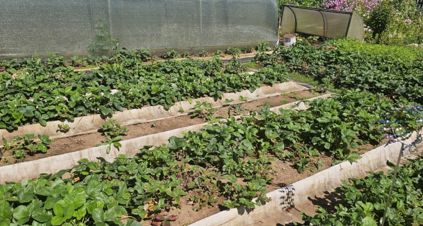 Почему в огородах славян 1000 лет назад ничего не вымерзало - технология есть и сегодня, но ей никто не пользуется 