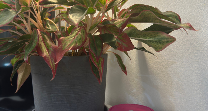 Растворяю всего две таблетки на литр воды для полива и даже самый чахлый цветок начинает оживать