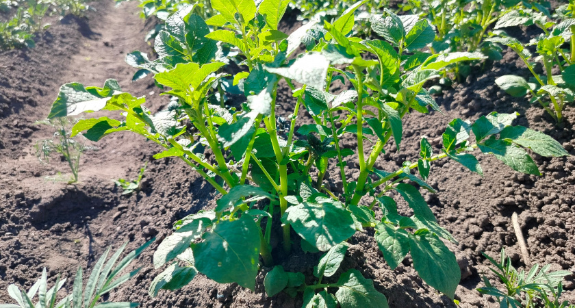 Выкопали картошку - закапывайте обратно. Вот что умный дачник делает с молодой мелочью