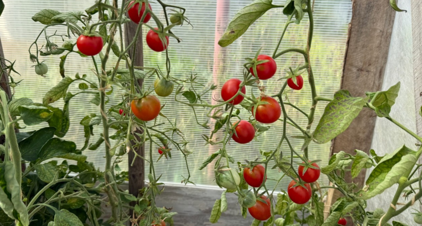 Пачка этой крупы заменила мне тонну навоза - посыпаю на грядки и собираю урожай ведрами: соседей тоже приучила