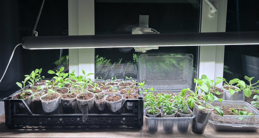 Сделайте это в феврале - и сезон «выстрелит»: 7 дел огородника, о которых забывают, а потом кусают локти