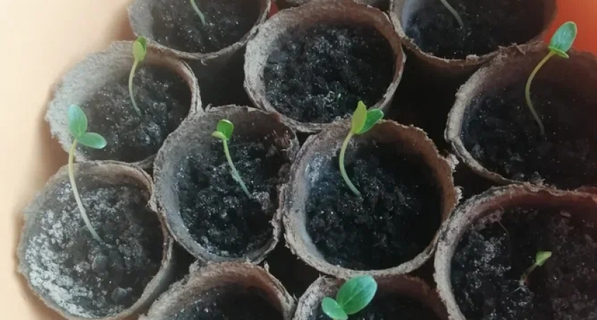 Раз обрезал - три урожая собрал: наши дачники в шоке с китайского тренда выращивания томатов