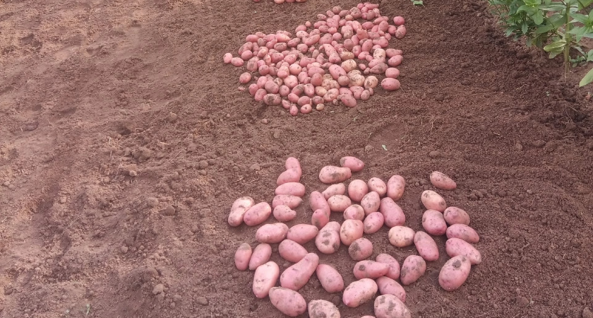 «Клади 1 горсть этого весной, и соберешь по 2 ведра картошки летом»: урожай картофеля меня обрадовал, а соседей ‒ возмутил