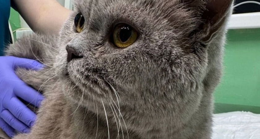 Пожилой кот из Кирова не мог ходить из-за "кожного рога" на лапе - врачи помогли