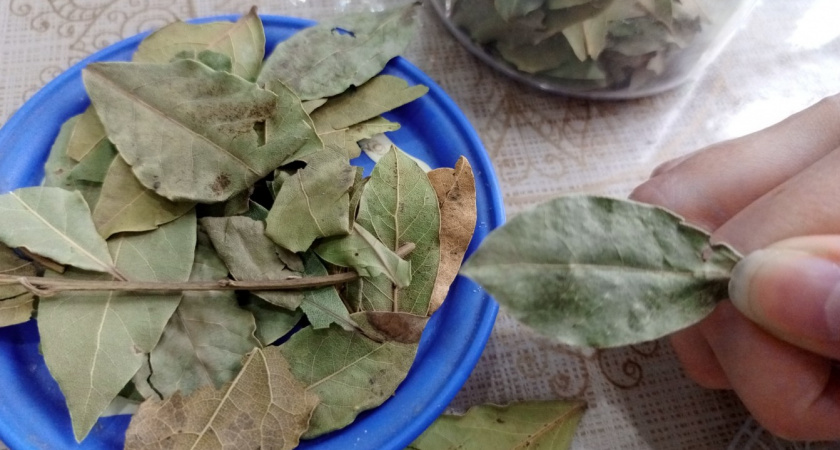 Посев рассады всегда начинаю с лаврушки: отличный стимулятор и защитник от болезней