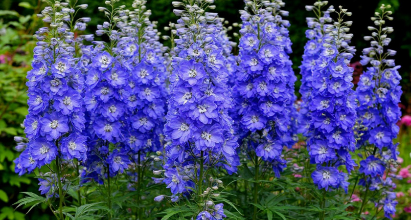 Растут как на дрожжах: 12 многолетников, которые радуют красотой без хлопот - выбирайте любой