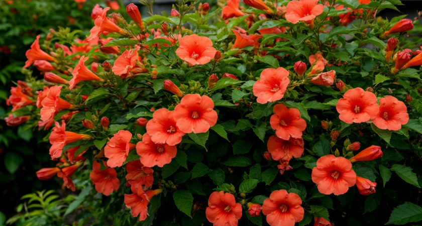 Как же меня радует это растение: усыпано цветами все лето, а ухода совсем не требует