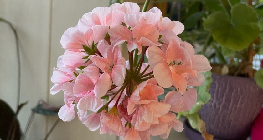 Узнала 4 секрета пышной герани - теперь у меня не палка, а "пышные шары": все соседки завидуют 