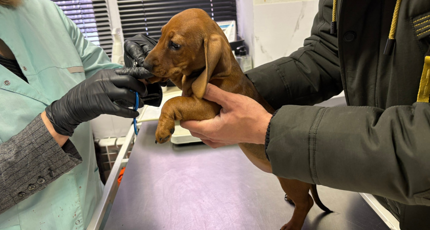 Молодые ветврачи в Кировской области получают по полмиллиона рублей