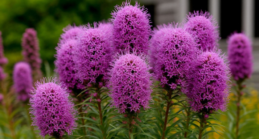 5 эффектных многолетников, которые украсят любой сад - вытесняют сорняки, а поливать надо редко