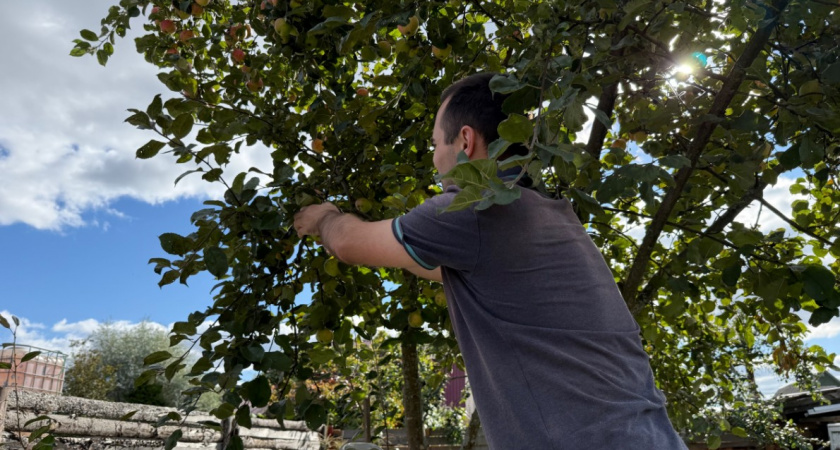 Сажаю дерево на камень - и бед не знаю: урожай собираю рекордный. Народная мудрость никогда не подводит