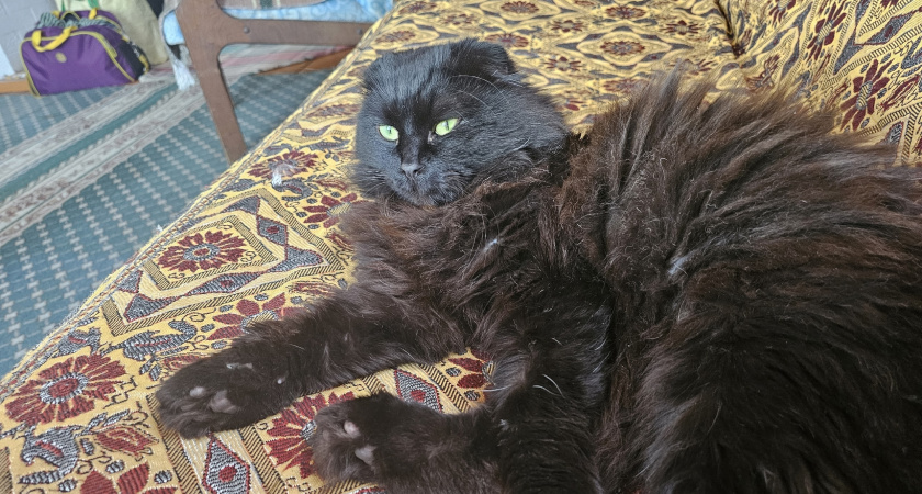 Как правильно искупать кошку и остаться в живых: пошаговая инструкция без слёз, криков и царапин до крови