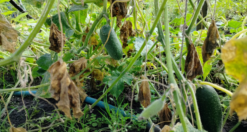 Начала сажать огурцы по-японски: рассада толще пальца - урожаю не могу нарадоваться
