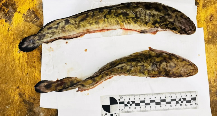 Три кировских горе-рыбака могут попасть за решетку за "нечестный" вылов налима