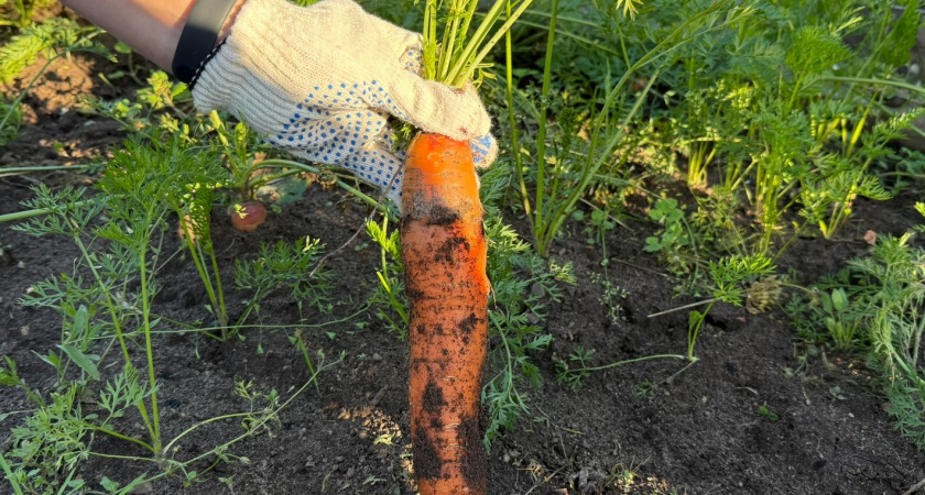 Делаем сеялку для морковки из яичного лотка - даже прореживать не придется: берите на заметку