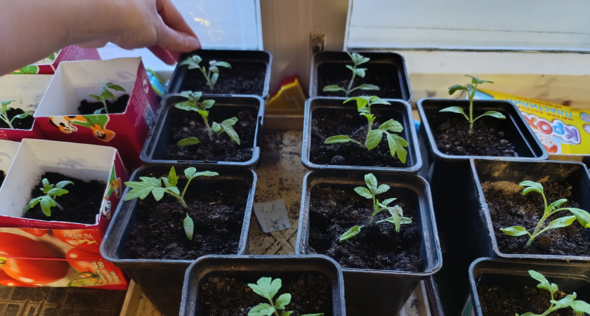 Нашла 3 сорта томатов, которые высаживаю на 14 дней раньше - и получаю до 30 кг с грядки: в 2026 только их и выберу