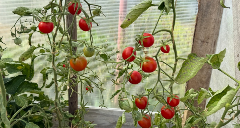 Увеличиваю количество завязей на каждой кисти томатов - и вот как. Гениальный метод - проще не бывает