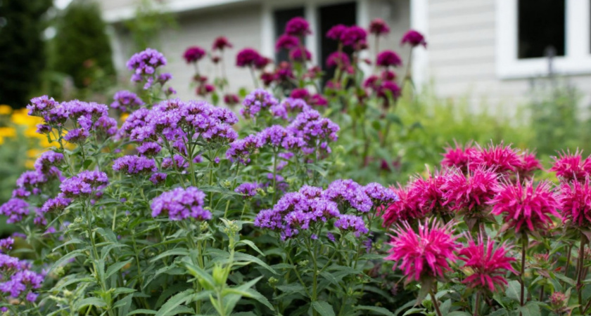 5 шикарных цветов для глинистой и бедной почвы - цветут и украшают сад до самых морозов