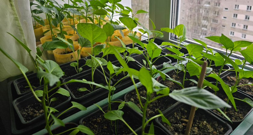 Вы уверены, что помогаете рассаде? Именно первая подкормка чаще всего «сжигает» томаты — 2 скрытые ошибки