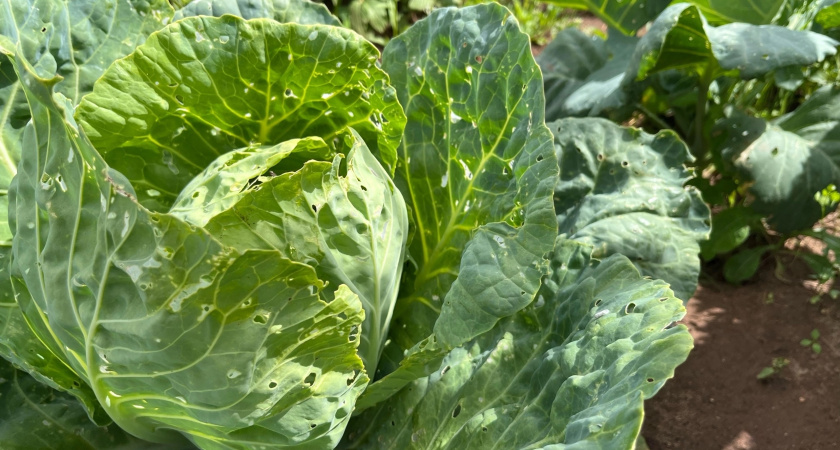 3 идеальных сорта капусты - крепкие, тяжелые и урожайные: подходят для всего