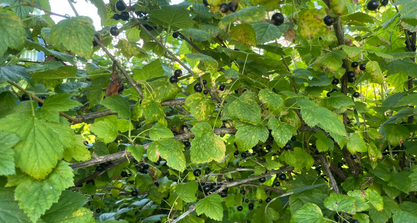 Поливаю черную смородину в марте по 3 правилам - теперь кустики не горят и клещ не пристает. Ушлый дачник объяснил