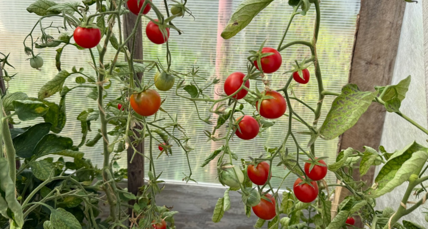 Как найти "золотой пасынок" у томата - с ним помидоров будет в 2 раза больше 