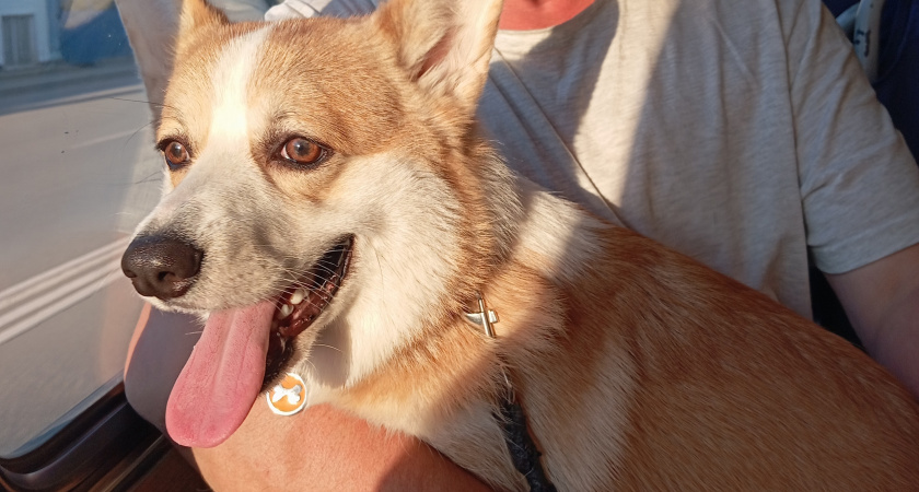 Почему собака пристально смотрит в глаза хозяину: что это значит?