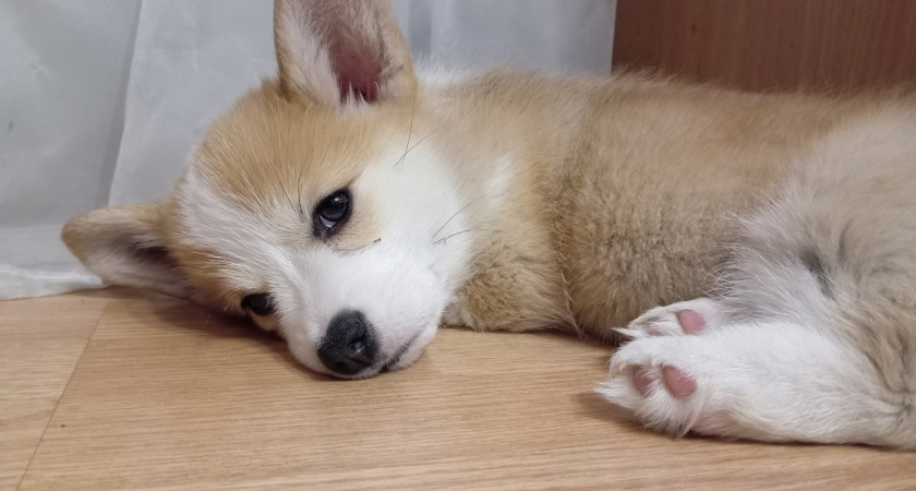 Как отучить собаку от ненужного лая - рекомендации кинологов