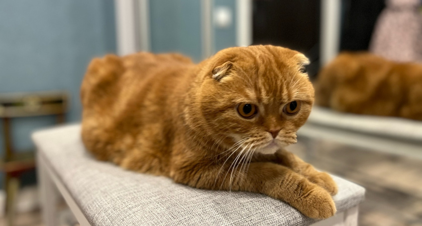 Кот-британец покусал свою хозяйку и ее дочь в Кировской области