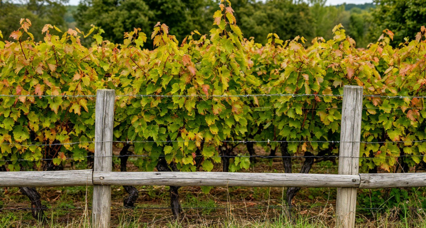 Что посадить вдоль забора: ландшафтные дизайнеры выбирают эти 25 растений