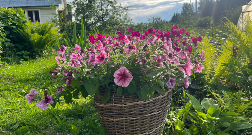 5 семян — 5 всходов: выращиваю петунию способом «тортик» и получаю 100% результат