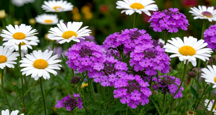 Эти шикарные цветы сею в марте - наслаждаюсь красотой все лето: выбирайте любой из 7 вариантов 