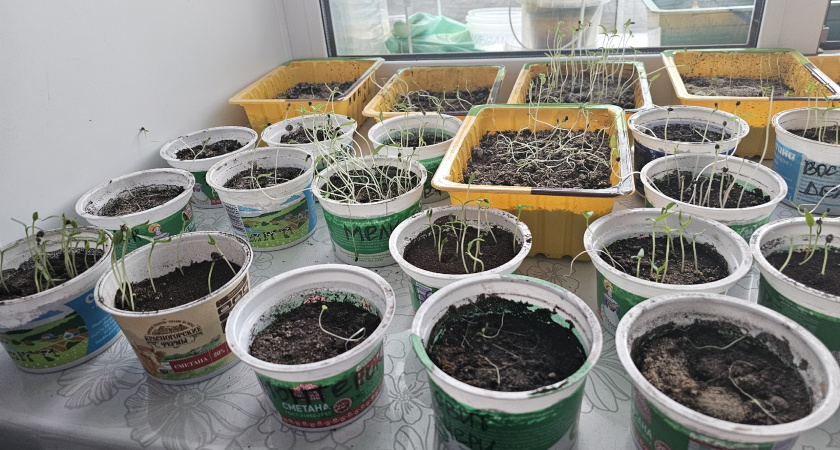 Рассада томатов без пикировки: почему сажаю по два в стакан 500 мл и получаю крепкий стебель