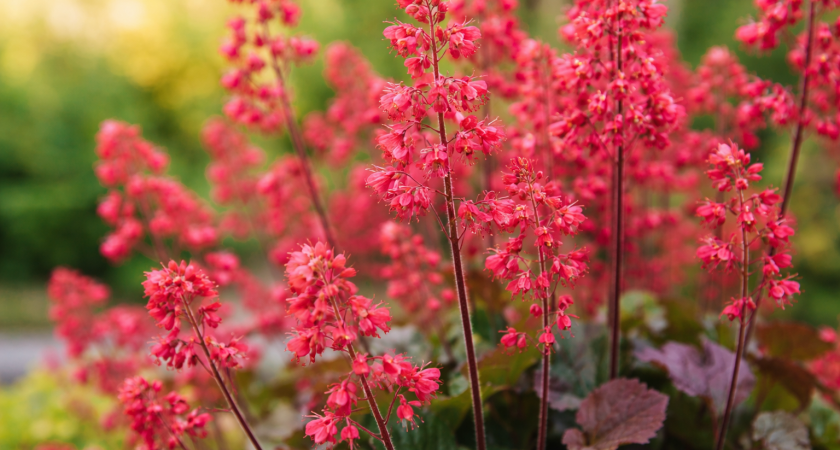 Не 2 недели, а все лето: 4 рекордсмена среди многолетников по длительности цветения - будут радовать до октября
